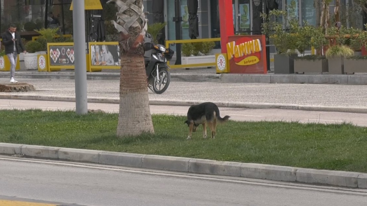 Sulmuan turisten që po vraponte në Lungomare  Nis  masakra   helmohen qentë endacakë në Vlorë