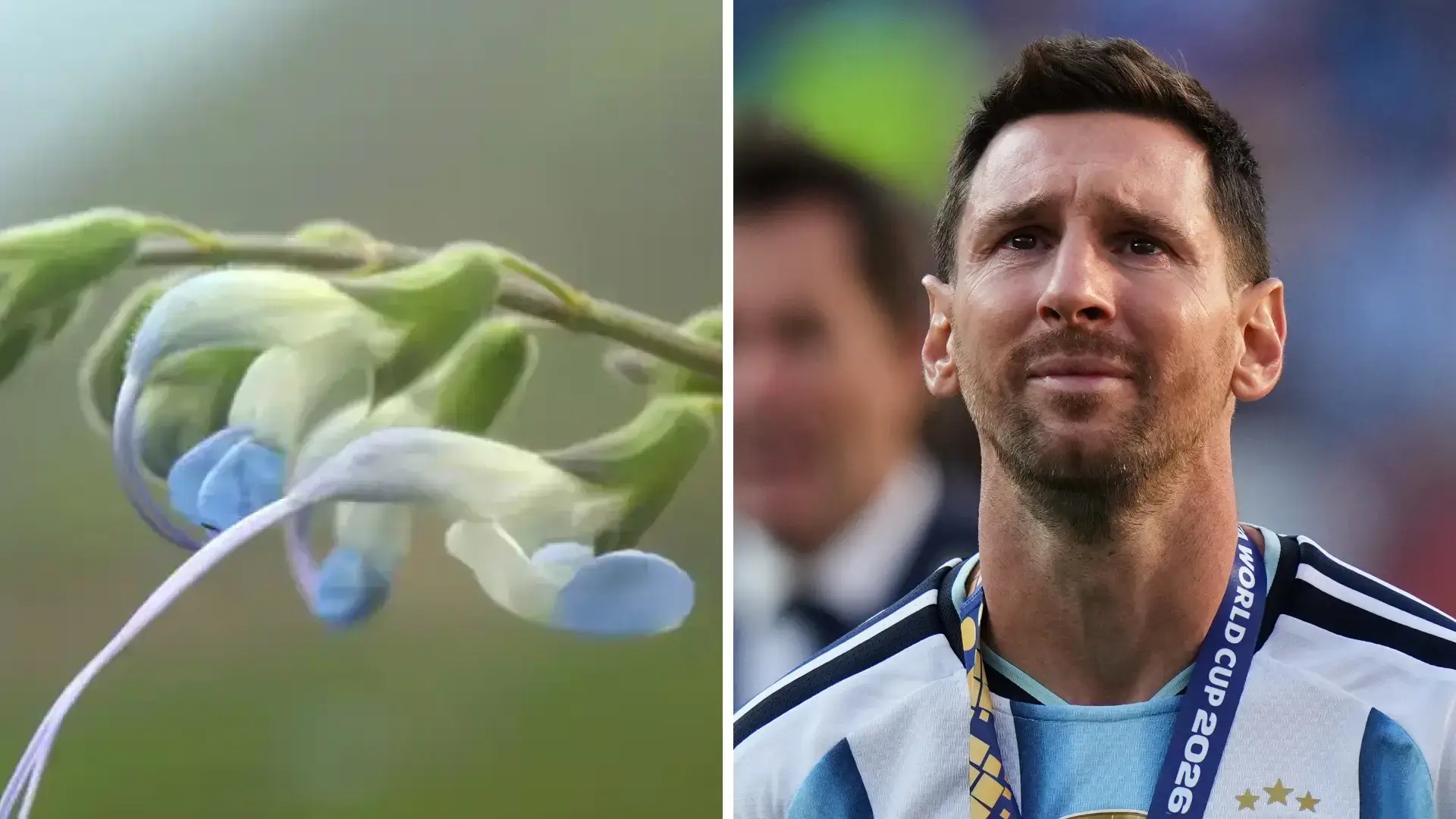 lionel-messi-behet-pjese-e-botes-se-luleve-zbulohet-bima-e-rralle-qe-mban-emrin-e-tij