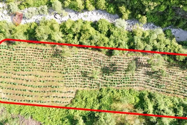 Mbi 12 mijë bimë kanabisi asgjësohen në Shkodër  procedohen penalisht 4 persona  në kërkim autorët