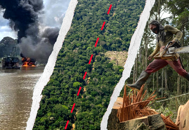  Kokainë  flori dhe mish   Krimi i organizuar dhe shkatërrimi i pyllit jashtë kontrollit  Amazona e Kolumbisë biznes për rrjetet kriminale