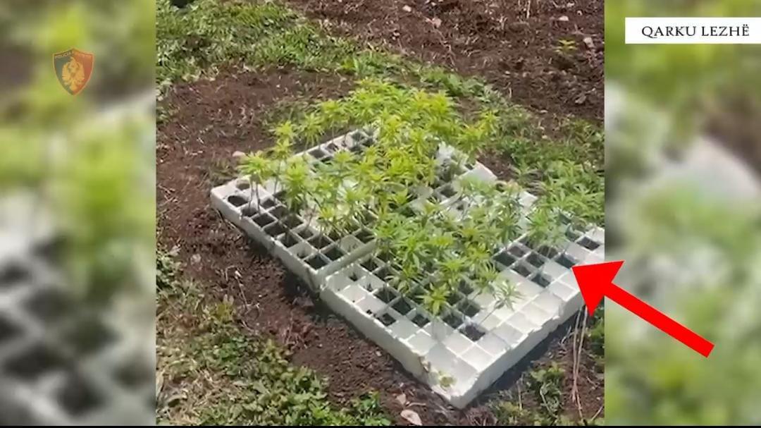 Operacioni  Koordinata   Zbulohen 3334 fidanë dhe bimë kanabisi në Lezhë  arrestohet 30 vjeçari  shpallen në kërkim dy të tjerë  EMRAT 