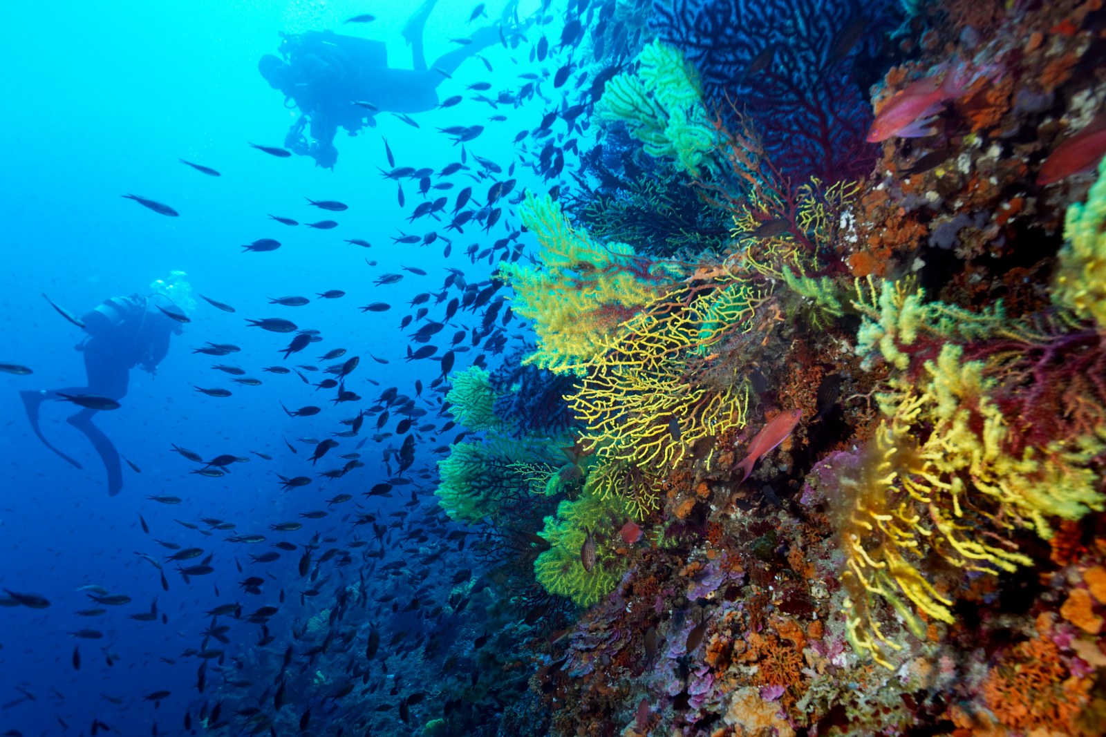 A fish that can cut your skin like a razor appears in the ADRIATIC/Researchers raise the ALARM!