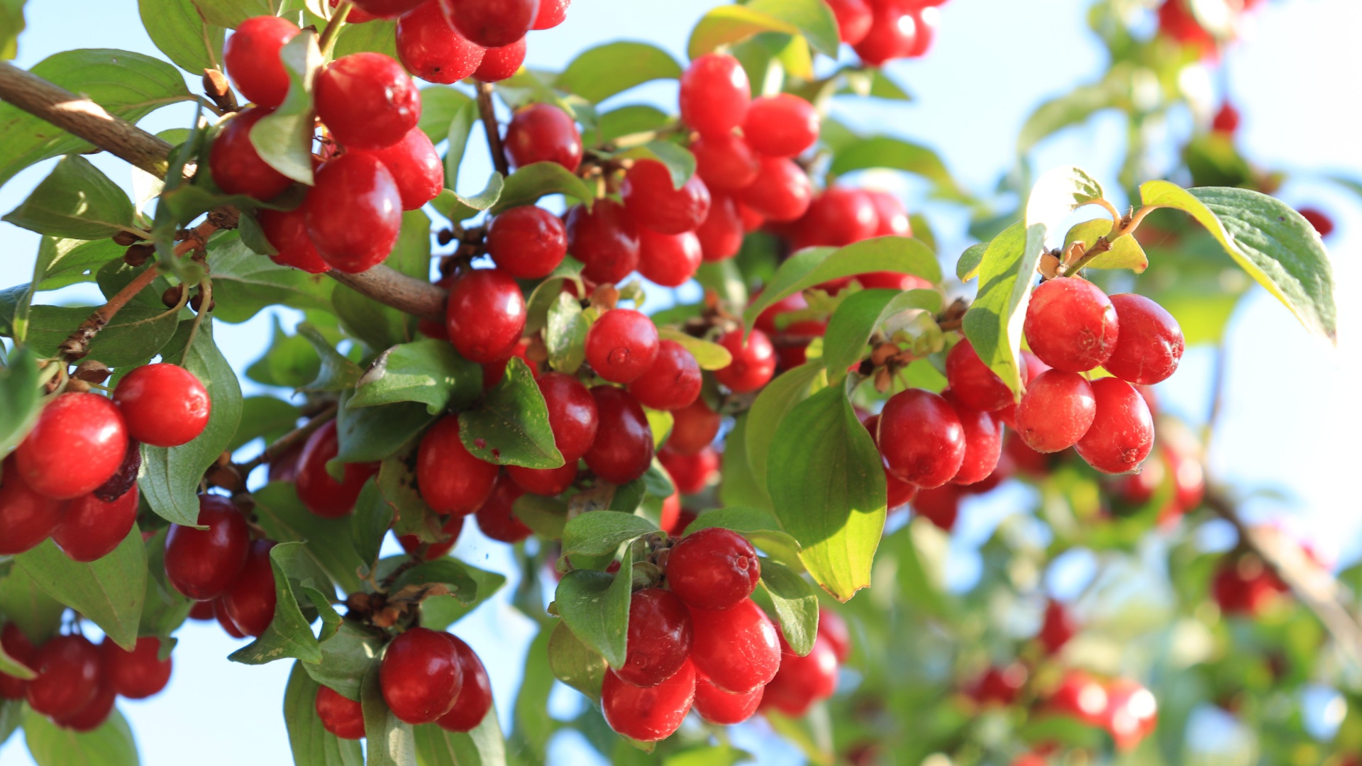 lufton-crregullimin-e-gjithcka-qe-duhet-te-dini-per-thanat-dhe-vetite-kuruese-sipas-mjekesise-popullore