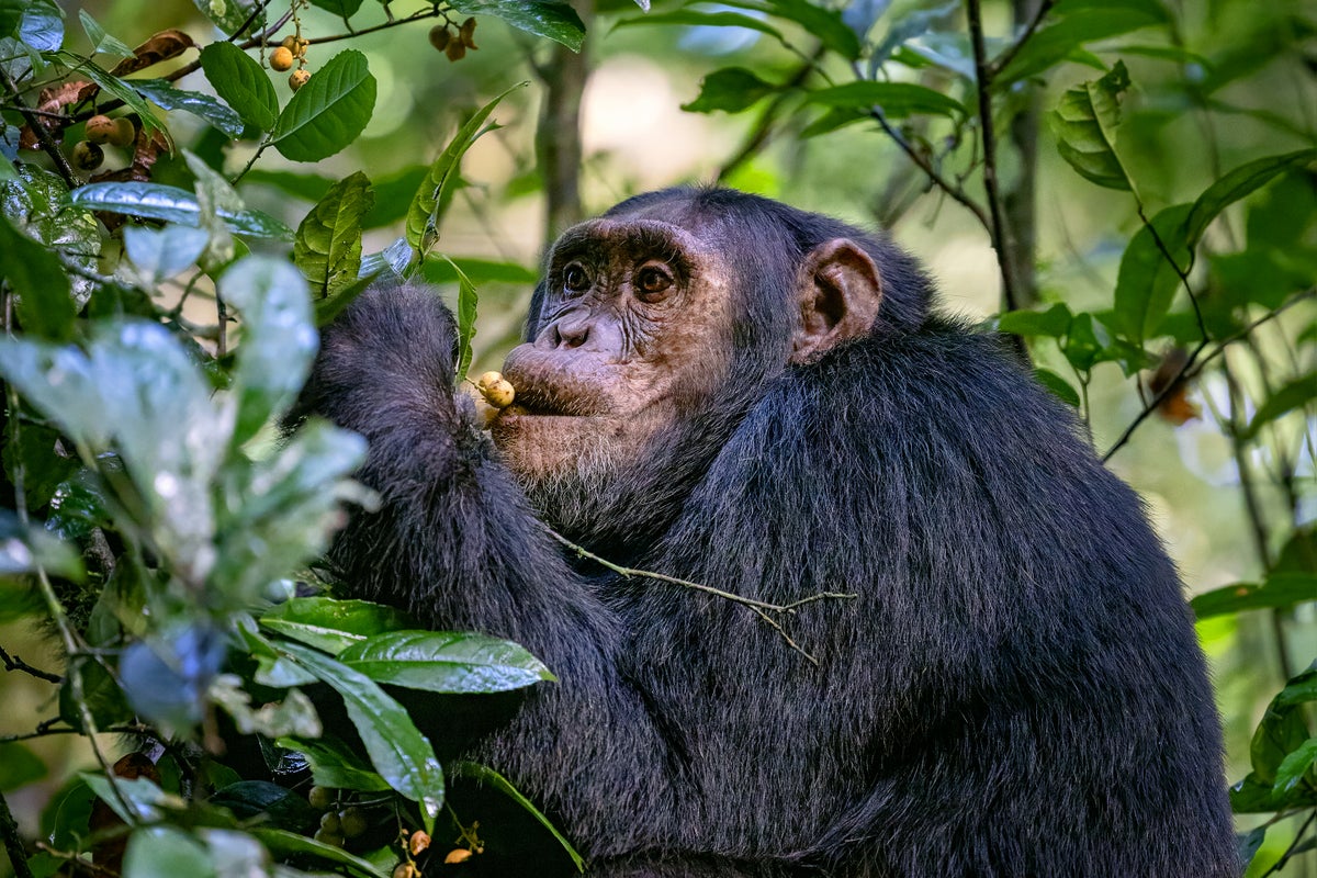 Shimpazetë konsumojnë të paktën një pije alkoolike në ditë 