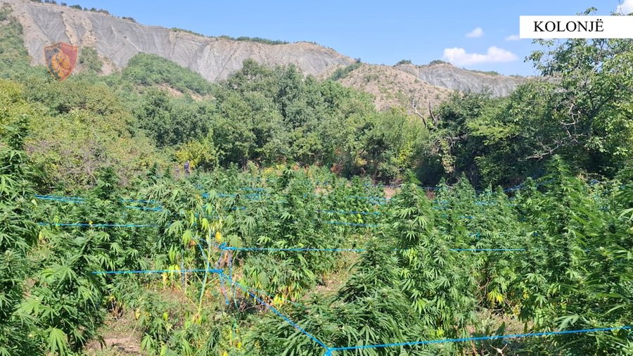 kultivonin-kanabis-arrestohen-cifti-i-bashkeshorteve-ne-kolonje