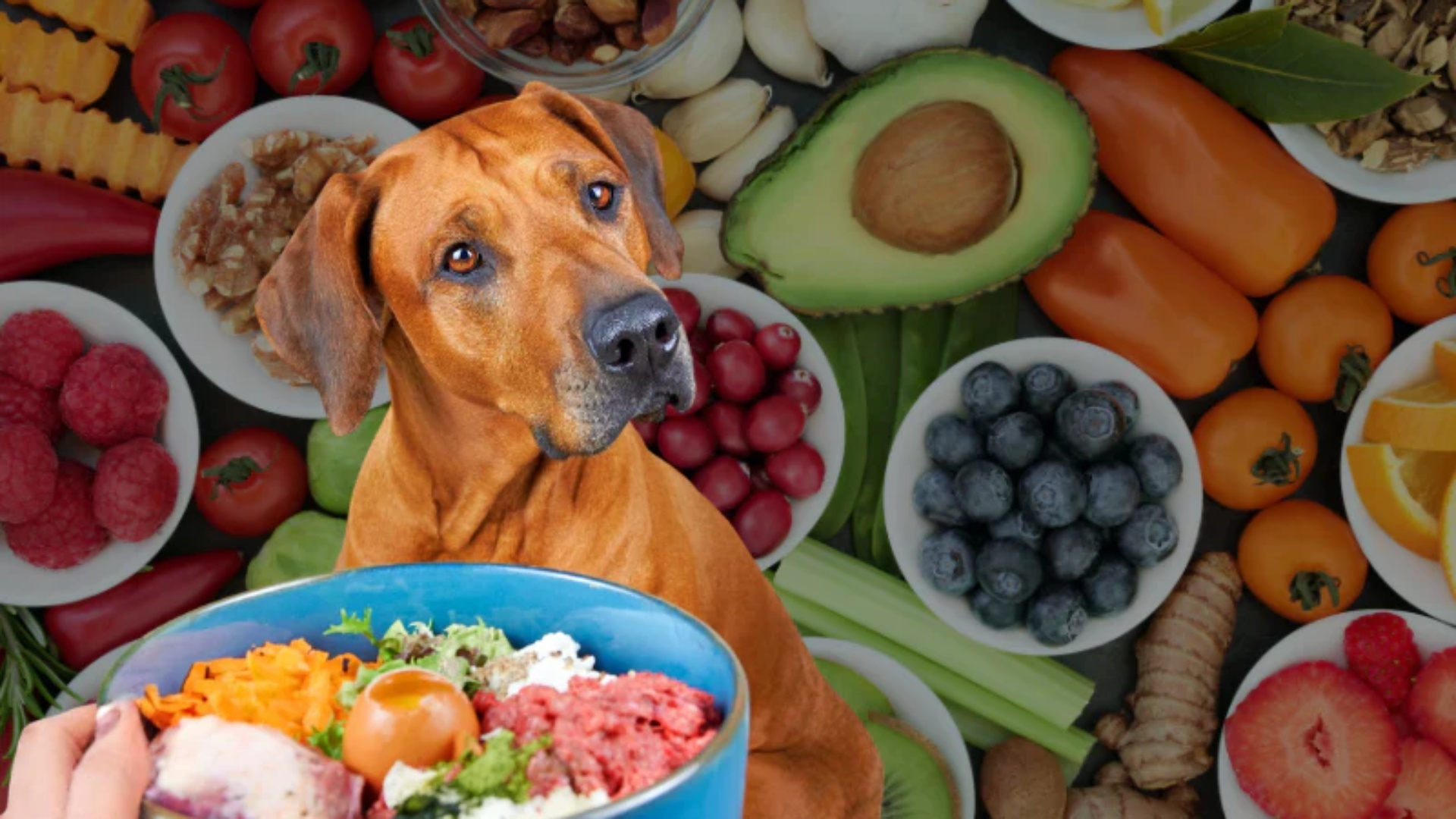 mos-ia-jepni-qenit-tuaj-kete-ushqim-rreziku-per-shendetin-e-tij-eshte-i-madh