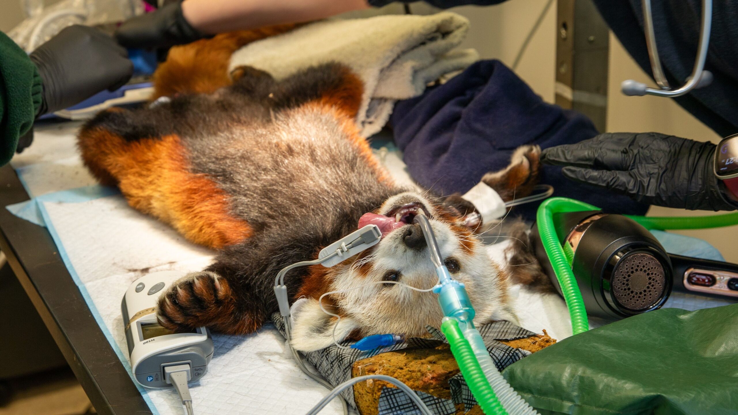 panda-e-kuqe-perfundon-te-veterineri-do-te-habiteni-kur-te-zbuloni-se-cfare-u-be-shkak