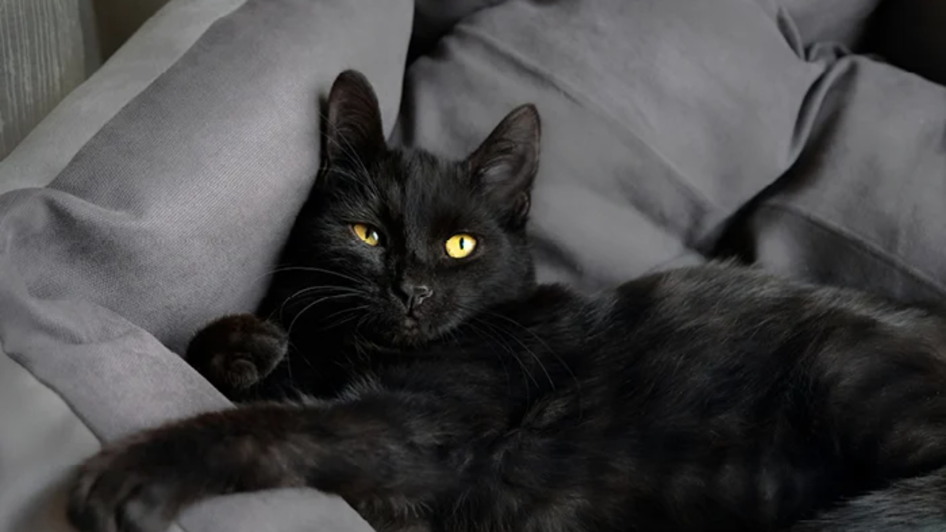 Të gjithë mendojnë se macet e zeza sjellin fat të keq  por këto 13 fakte tregojnë të kundërtën 