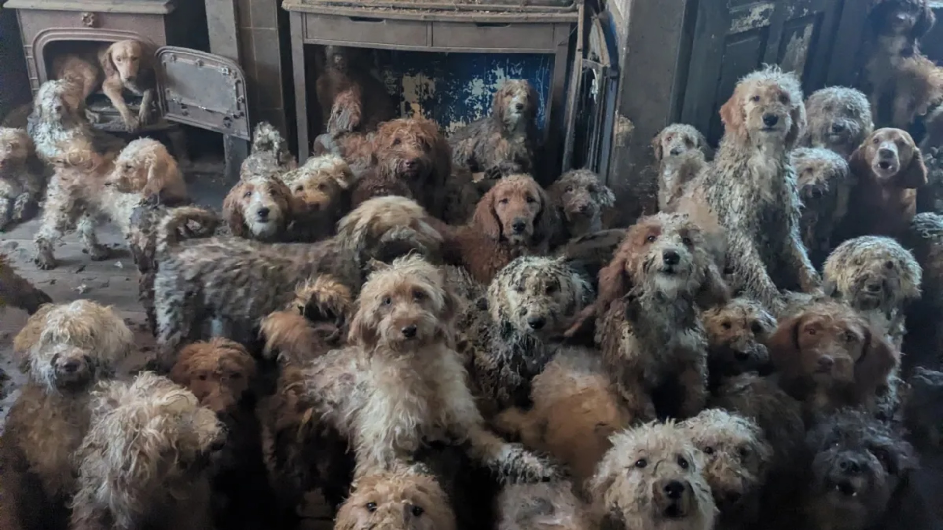 Over 200 dogs discovered crammed in one house, the reason will shock you!
