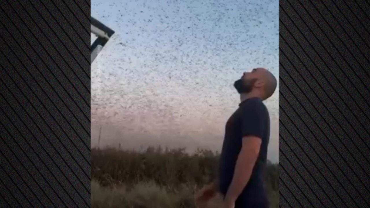 VIDEO  U përhapën si re gjigante  miliona karkaleca  pushtojnë  qytetin