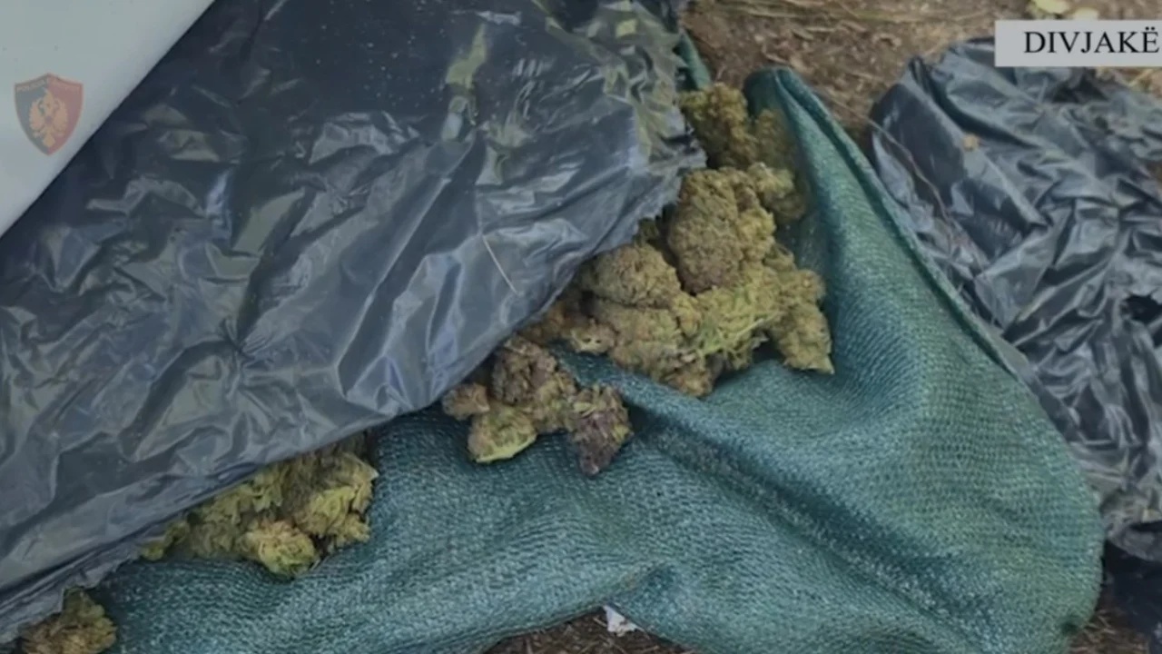 zbulohet-fabrika-e-kanabisit-ne-divjake-sekuestrohen-44-kg-droge-dhe-1426-bime-narkotike-nen-hetim-3-punonjes-te-zonave-te-mbrojtura