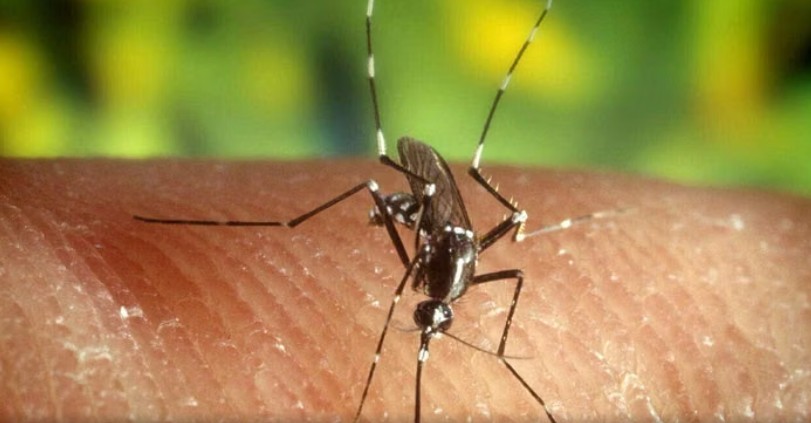 ALARMUESE  Preken nga malaria 6 punonjës të Aeroportit të Frankfurtit  njëri prej tyre humb jetën