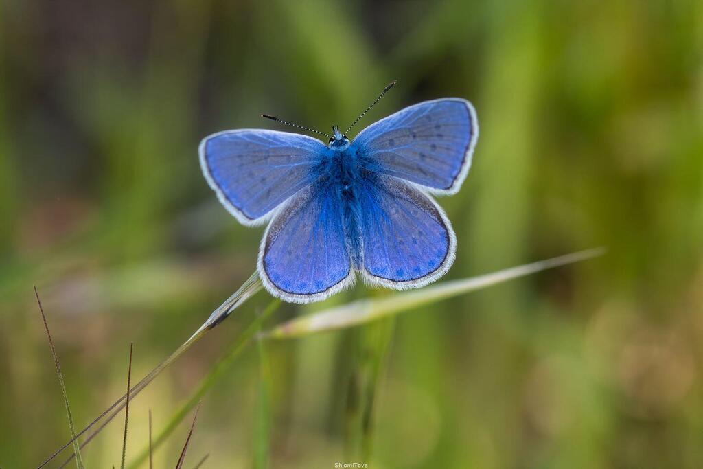 ishte-zhdukur-prej-vitesh-zbulimi-i-rralle-ne-izrael-surprizon-studiuesit