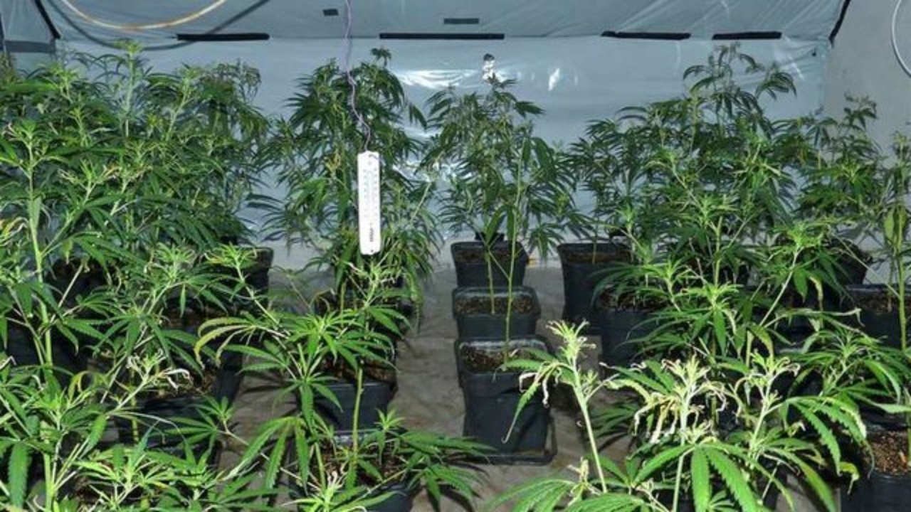 shkodra-mbush-shqiperine-me-kanabis-kultivon-87-te-totalit-te-zbuluar-ja-qarku-qe-mbjell-me-pak