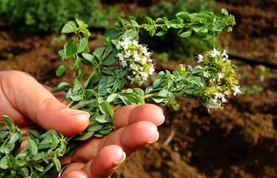 rigoni-bima-aromatike-me-vlera-per-shendetin-dhe-perdorime-te-shumta