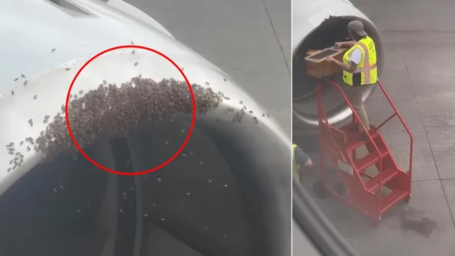 And fortunately, the bees' honeycomb discovered inside the plane's engine, flight canceled/VIDEO!