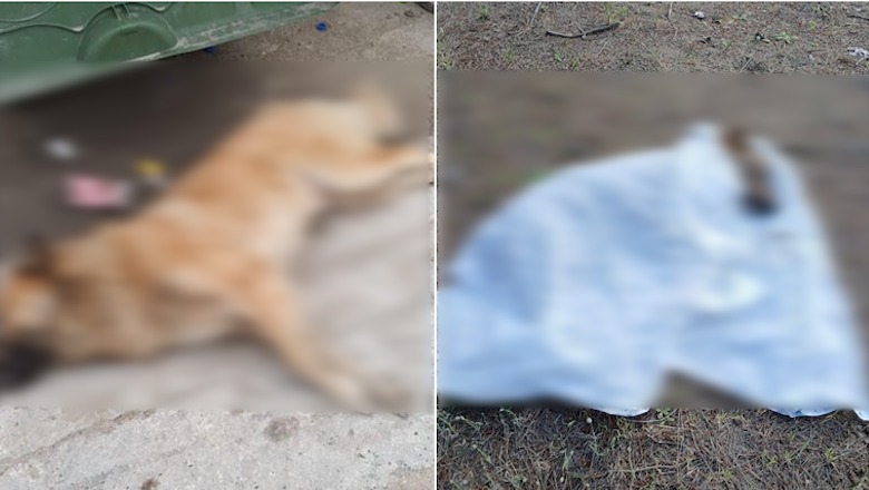 Kafshuan turisten pranë Lungomares në Vlorë  raportohen disa qen të helmuar në qytet