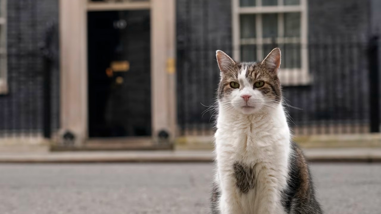 kryeministrat-britanike-vijne-e-ikin-por-jo-larry-njihuni-me-macen-e-downing-street-qe-u-ka-mbijetuar-trazirave