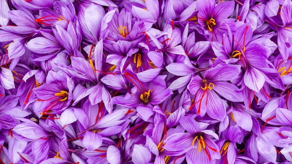 Efektet anësore të shafranit të indisë të cilat duhet t’i dini Gazeta