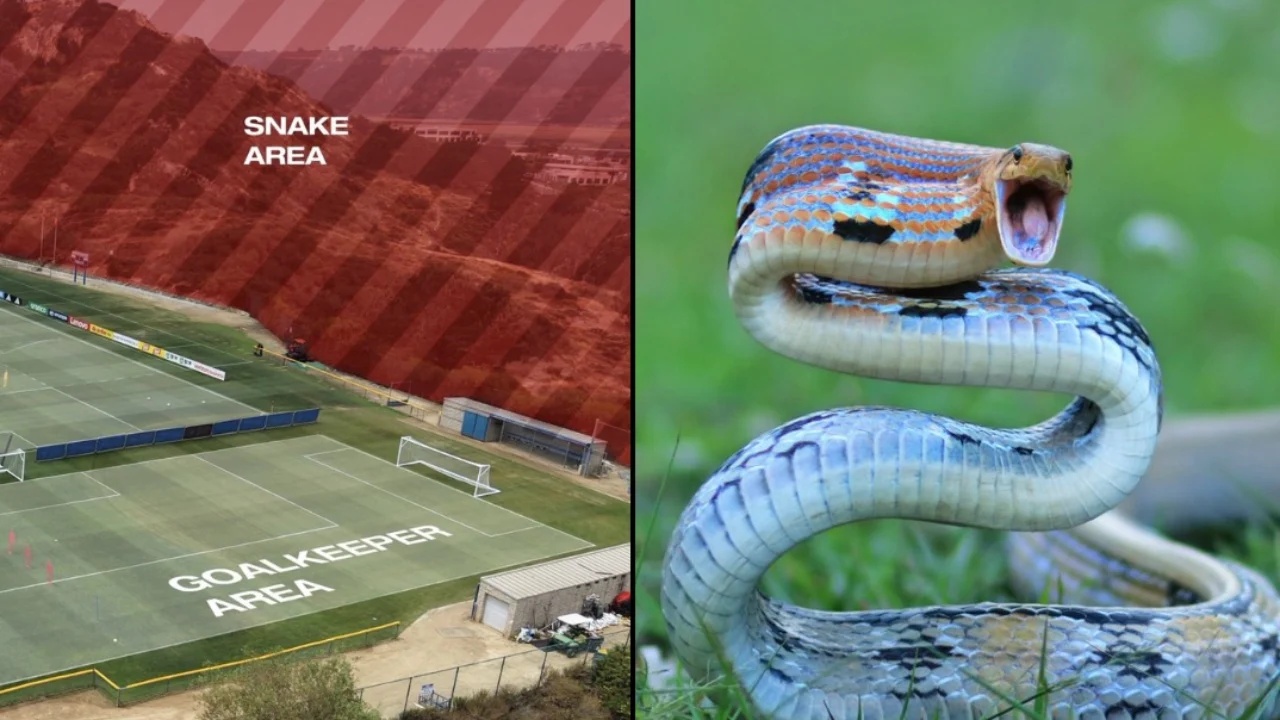 xhaka-me-shoke-ne-rrezik-gjarperinjte-helmues-pushtojne-stervitjen-kombetarja-gati-te-braktise