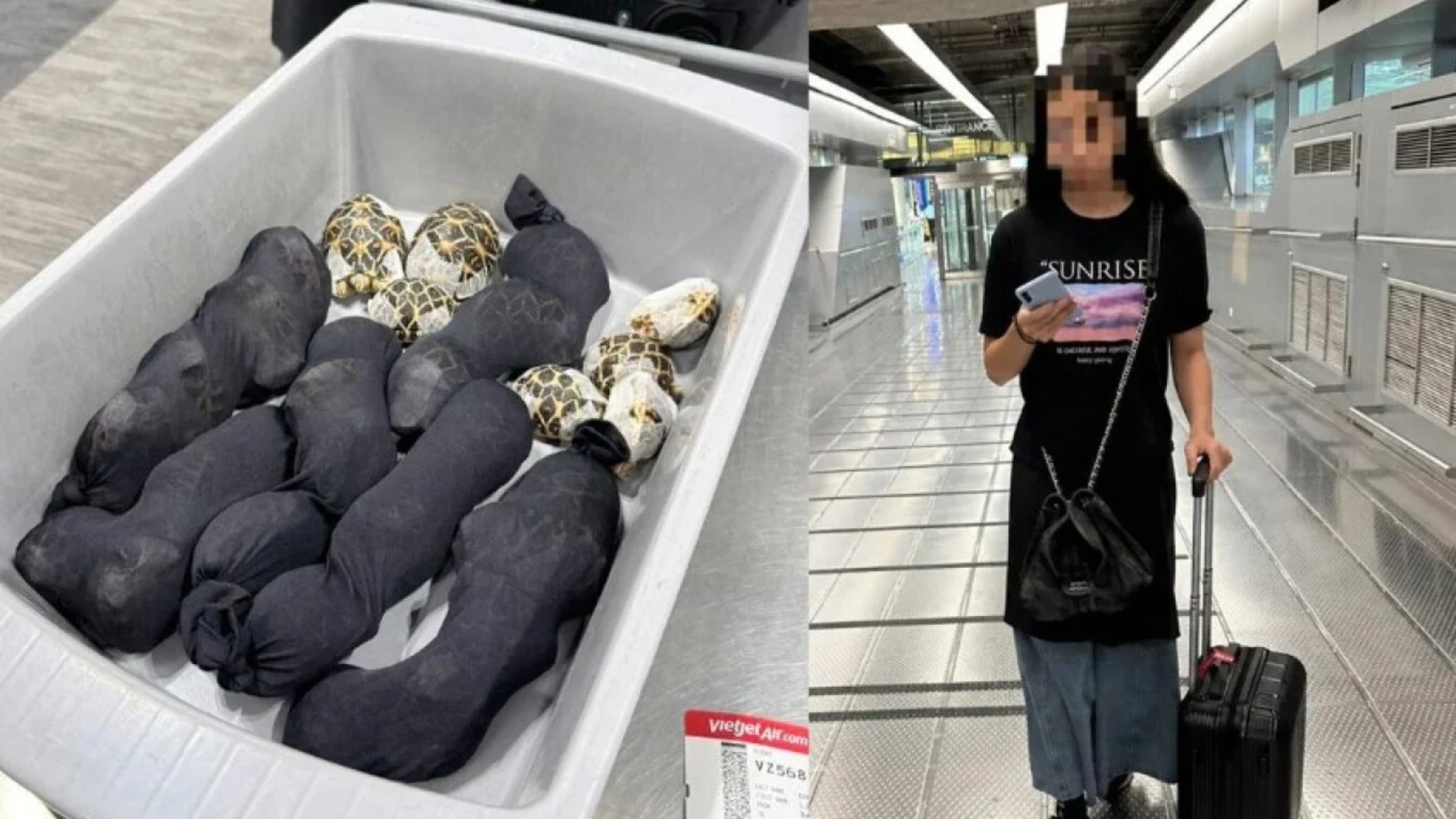 Fshehu në rrobat e saj breshka me vlerë 9000 dollarë  e PËSON KEQ 19 vjeçarja