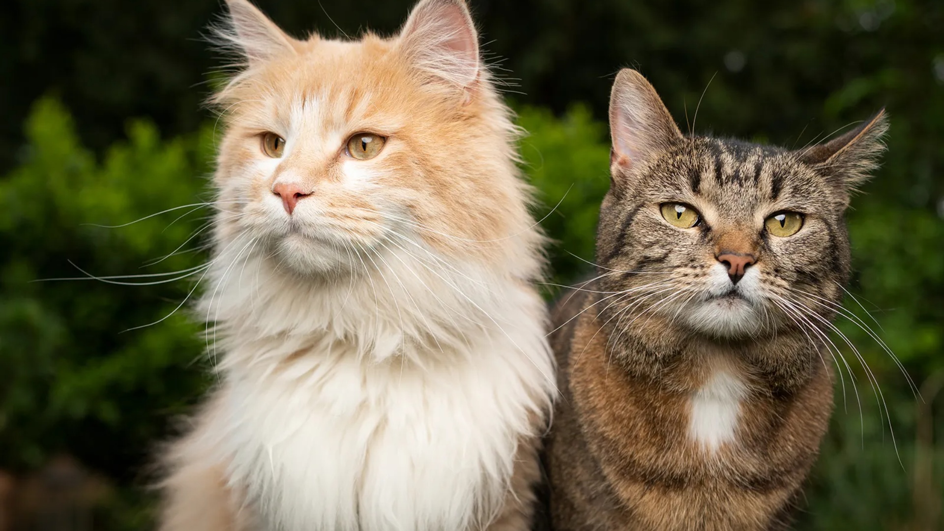 ka-vendosur-te-zhduke-macet-endacake-ja-pse-ky-shtet-ka-marre-kete-vendim