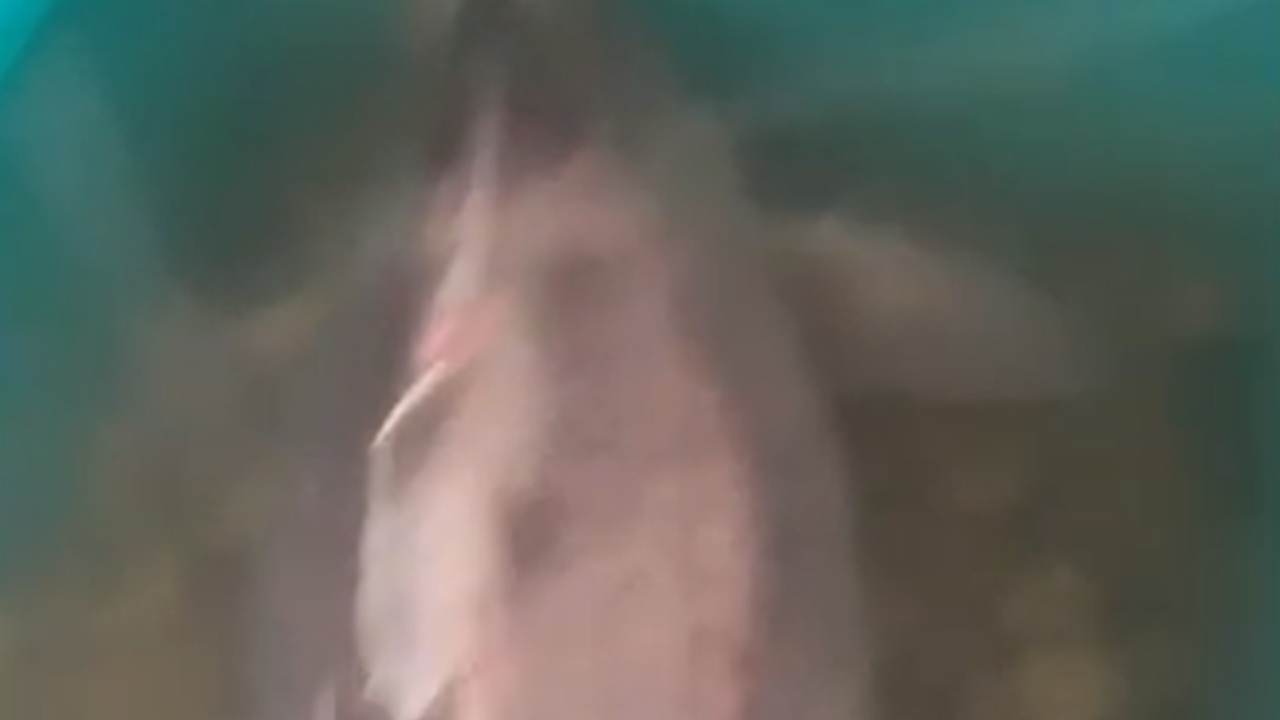 video-kapet-peshkaqeni-derr-ne-ujerat-e-radhimes