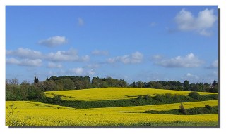 campagna_romana_gialla