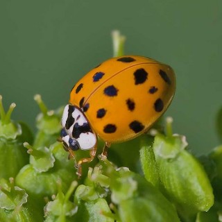 Asian_lady_beetle-(Harmonia-axyridis)