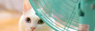 cat-fan