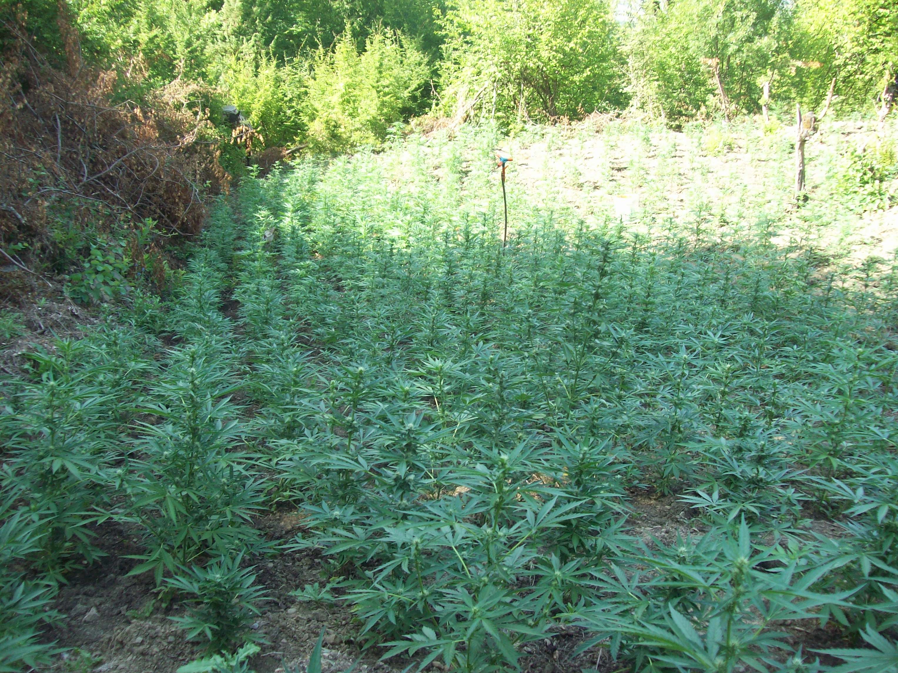 marijuane