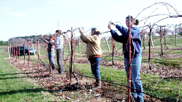 kujdes-vreshtar-mos-i-krasitni-vreshtat_hd_1