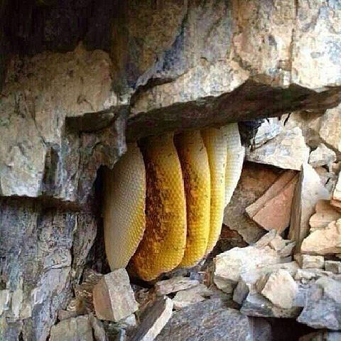Honey_cave