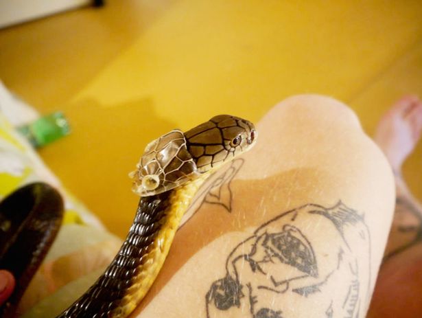 PAY-Russian-man-killed-by-King-Cobra (1)