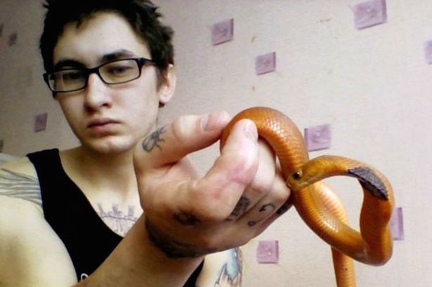 PAY-Russian-man-killed-by-King-Cobra