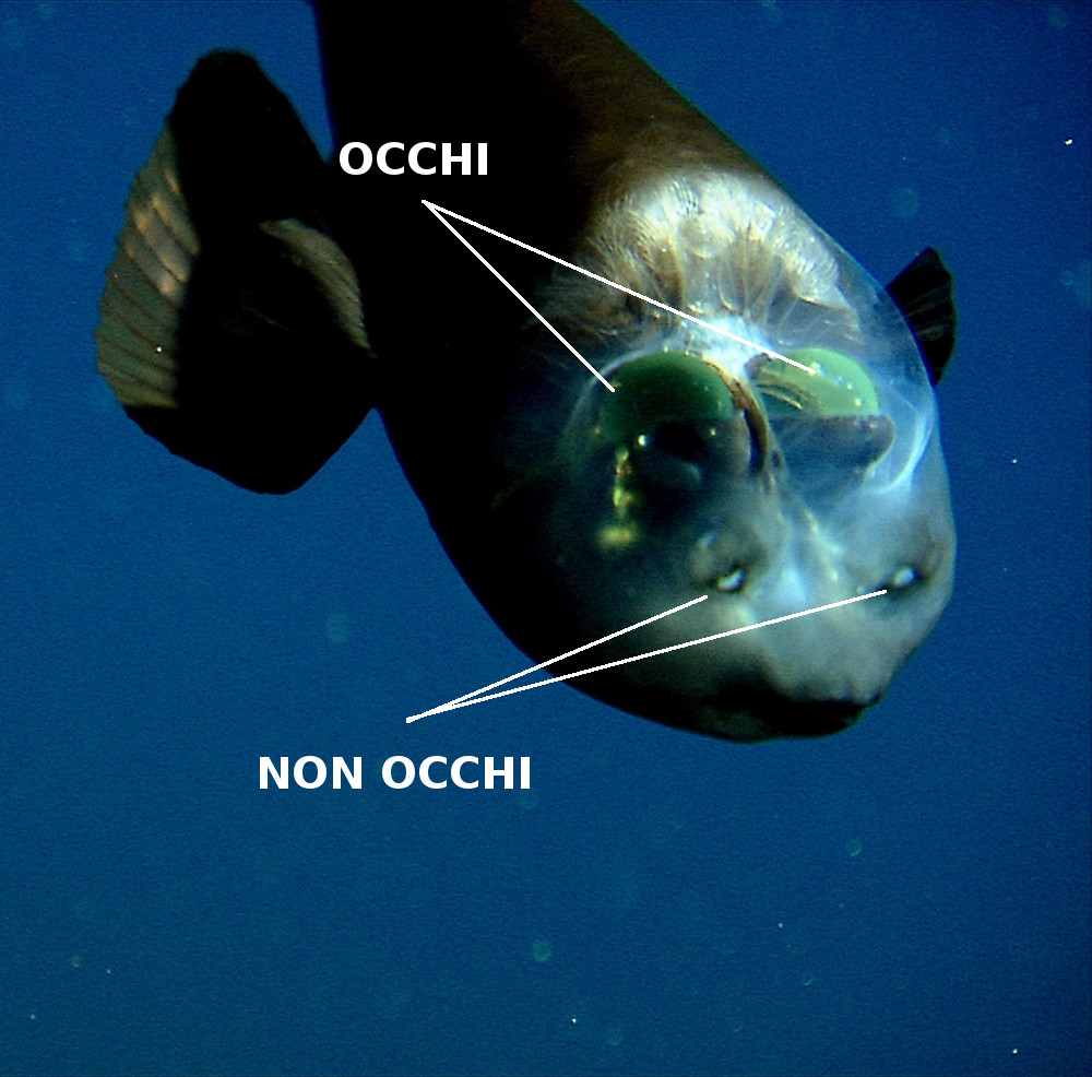 pesce-testa-trasparente-macropinna-microstoma-2