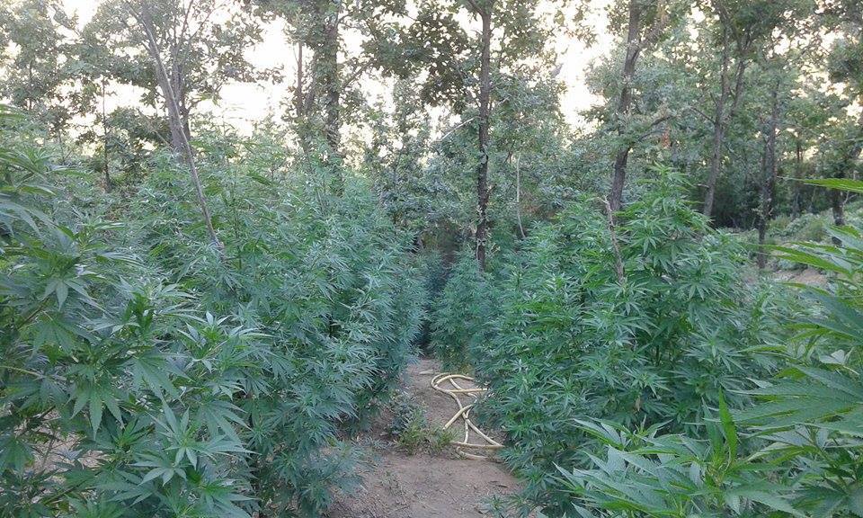 kannabis-3