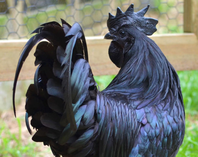 Ayam-Cemani-Chicken3