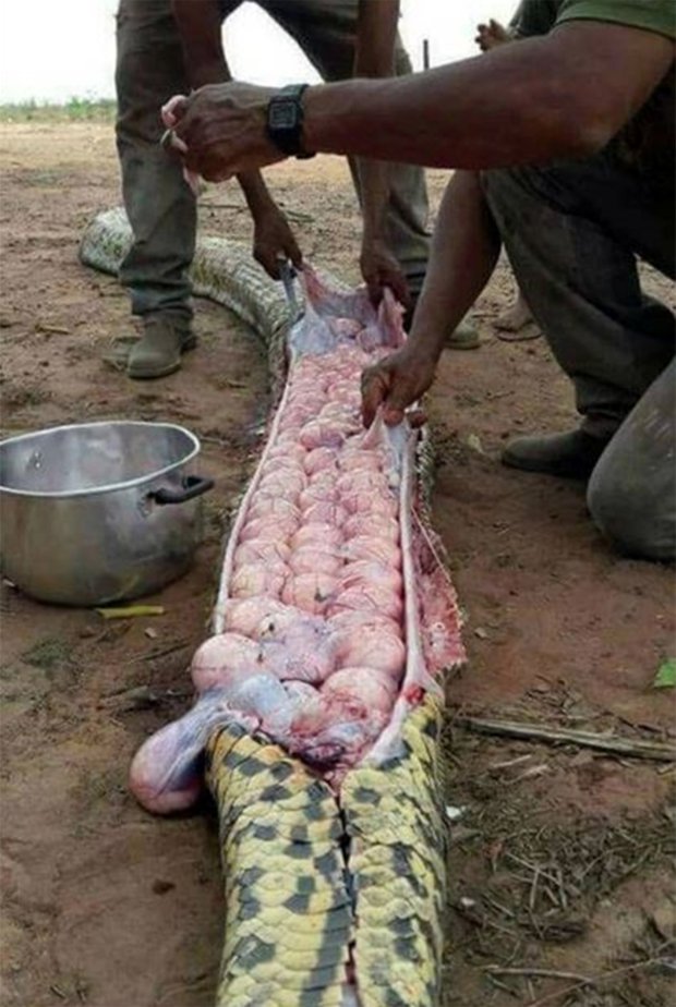 Pic shows: Numerous eggs were found in the belly of a snake.nnLocals who killed a huge snake after suspecting of having eaten a calf because of its swollen stomach discovered it was pregnant with dozens of eggs.nnThe incident happened in Nigeria where local media said that the snake had been killed over the accusations that it had been feasting on farmers livestock.nnHowever as these images show, the snake was not overweight because of its last meal, and instead it was pregnant.nnAfter being cut open, dozens of eggs were found and removed by locals who regard them as a rare delicacy.nnOnline commentators seem to have little sympathy with the snake, with most pointing out that it was a good thing that around the hundred snakes would no longer be born.nnAlthough it was not clear what sort of snake it was, fee mistakes can produce up to 100 eggs at a given time.nn(ends)n          n