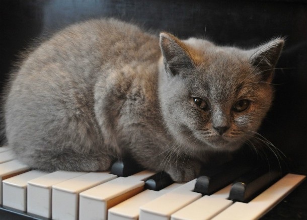 gatto.900x600