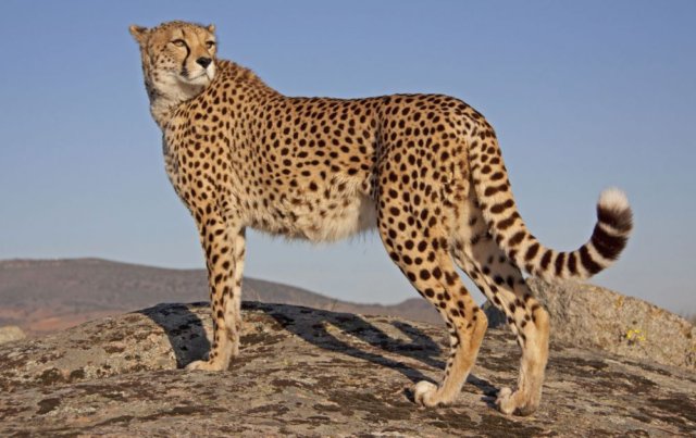 gepard